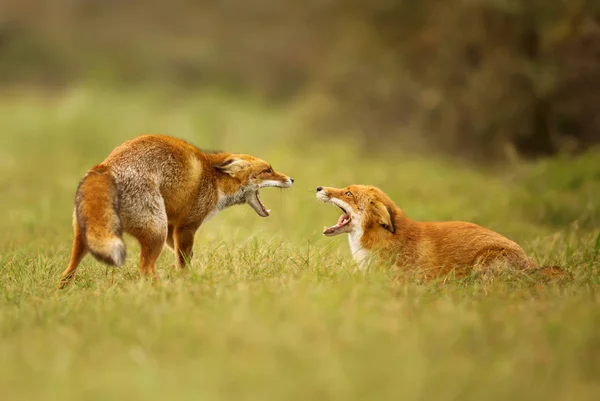 領土のために戦う つの赤狐 — ストック写真