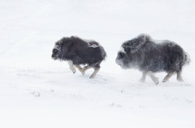Misk öküzü yavrularını birbirlerini takip kışın Dovrefjell Norveç dağlarında.