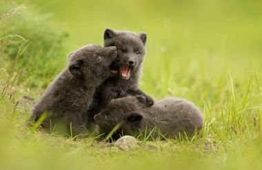 Üç sevimli brown (mavi morph) arctic fox yavrularını oyun çayırda İzlanda'yaz boyunca birbirleriyle mücadele