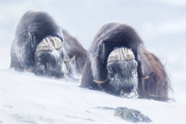 İki büyük yetişkin erkek misk sığırları Norveç'te zor soğuk kış koşullarında dağlarda.