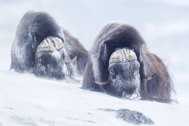 Two large adult male musk oxen in the mountains during tough cold winter conditions in Norway.