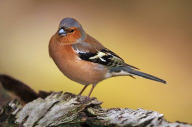 Close-up of a male Common Chaffinch (Fringilla coelebs) perching on a tree trunk/branch, Scotland, UK