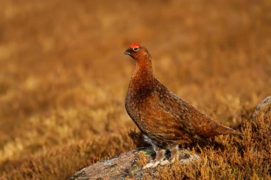 Erkek kırmızı Orman Tavuğu Lagopus lagopus scotica heather moorland, İskoçya