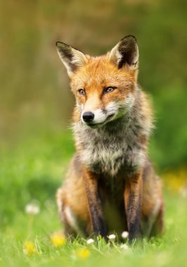 Vahşi erkek kırmızı çiçekli çayırda yazında, İngiltere'de oturan fox