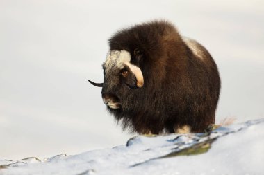 Misk öküzü ayakta karda, Norveç dağlarında.
