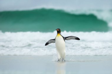 Kral penguen denizden kumlu sahile rüzgarlı koşullar ve dev dalgaları sırasında döndürülüyor