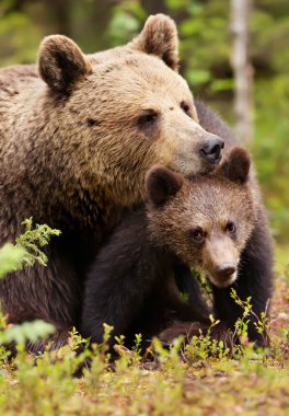 Close up of a loving Eurasian brown bear comforting her cub in Finnish forest during summer season clipart