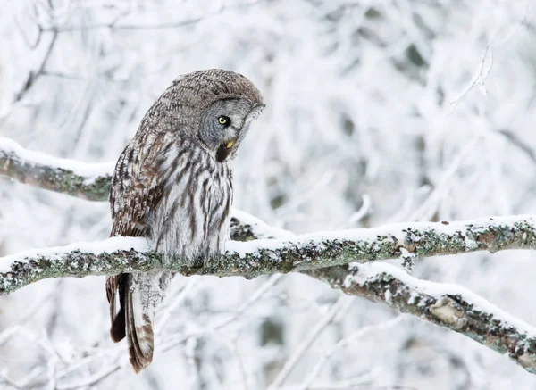 止まったカラフトフクロウのクローズ アップ フィンランドの冬 — ストック写真
