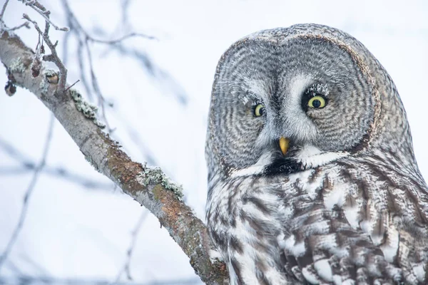 Gros Plan Une Chouette Grise Perchée Finlande Hiver — Photo