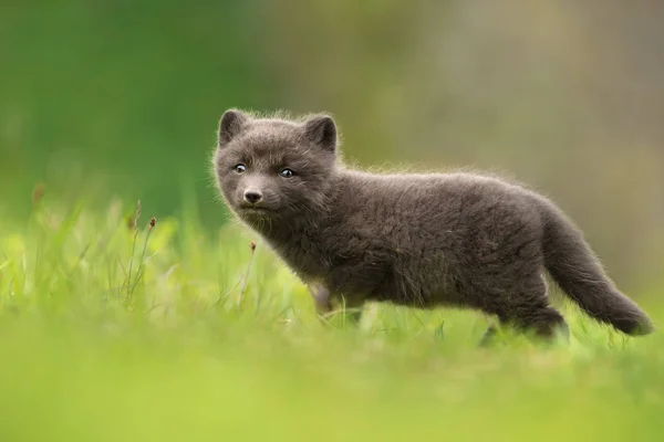 Mycket Söt Blå Morph Arctic Fox Cub Stående Ensam Ängen — Stockfoto