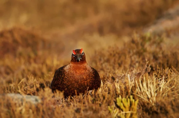 Close Van Een Mannelijke Red Grouse Lagopus Lagopus Scotica Bergen — Stockfoto