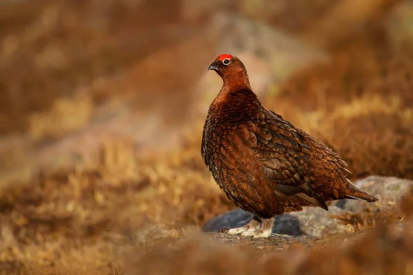 Skoç Dağlarda Altın Işık Kırmızı Orman Tavuğu — Stok fotoğraf