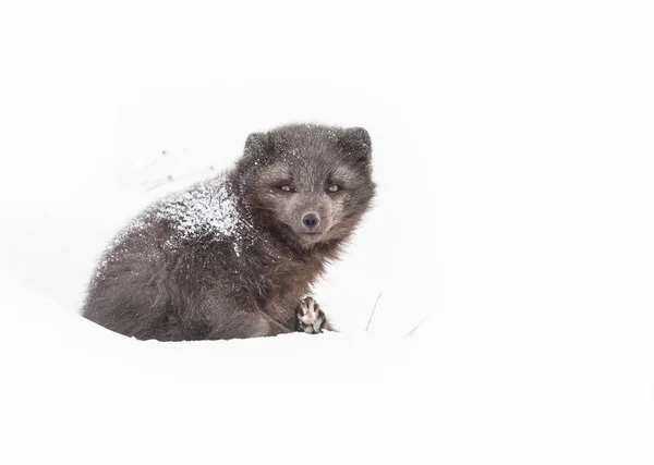 Raposa Ártica Fêmea Deitada Neve Com Pêlo Coberto Neve Inverno — Fotografia de Stock