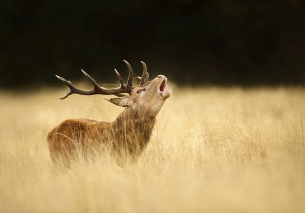 英国秋季发情期的马鹿雄鹿咆哮 — 图库照片