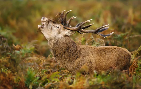 Red Deer Male Roaring Rutting Season Field Ferns Autumn — Stock Photo, Image