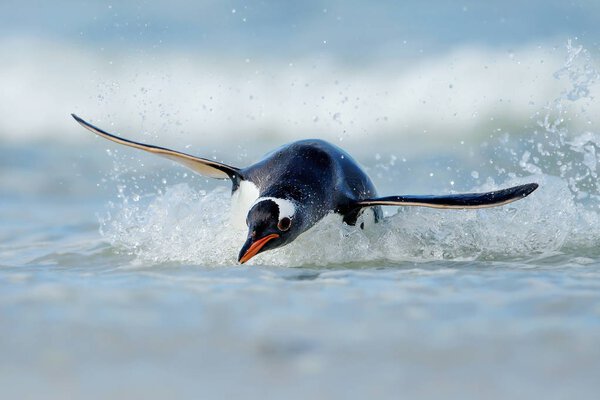 Gentoo penguin diving on the shores of the Falkland islands in the Atlantic ocean