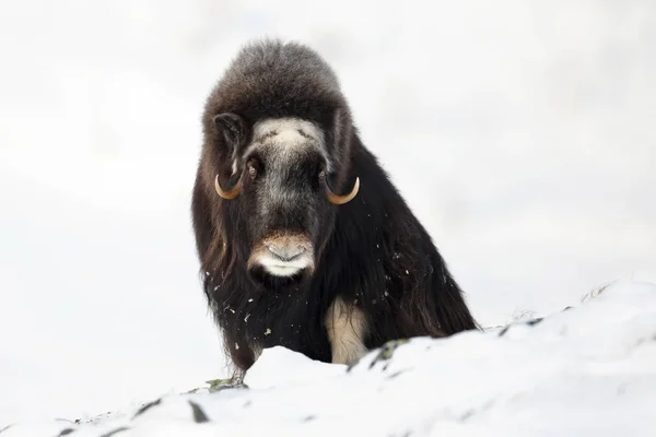 Muschio Bue Montagna Durante Inverno Norvegia — Foto Stock