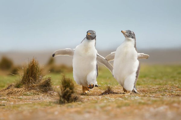 Two young gentoo penguins chasing each other, Falkland islands