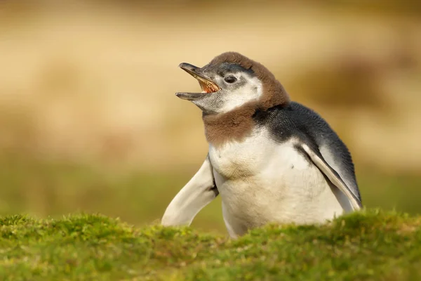 Jovem Pinguim Magalhães Que Chama Perto Uma Toca Nas Ilhas — Fotografia de Stock