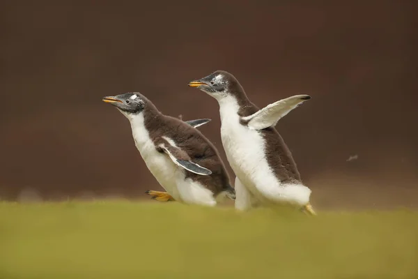 Zwei Gentoo Küken Jagen Dem Elternteil Hinterher Das Auf Den — Stockfoto