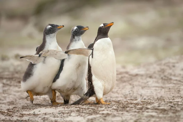 Due Pulcini Gentoo Che Inseguono Genitore Nutrirsi Nelle Isole Falkland — Foto Stock