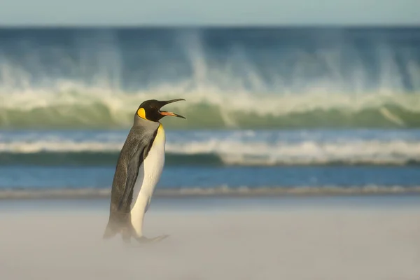 Pingouin Roi Revenant Mer Côte Sablonneuse Par Temps Venteux Énormes — Photo