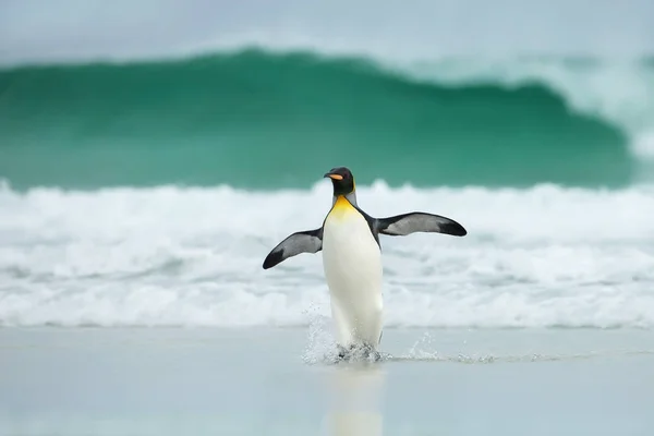 Pingouin Roi Revenant Mer Côte Sablonneuse Par Temps Venteux Énormes — Photo