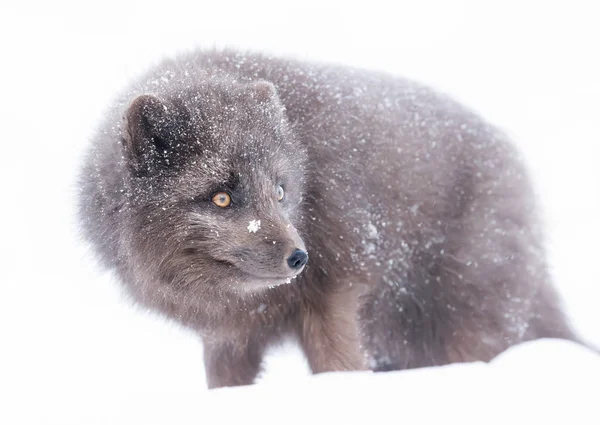 Blauwe Morph Arctic Fox Staande Vallende Sneeuw Winter Ijsland — Stockfoto