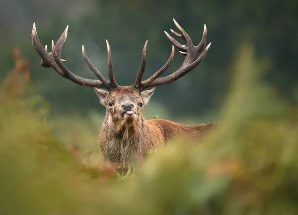 Close Red Deer Rut Sticking Tongue Out — Stock Photo, Image