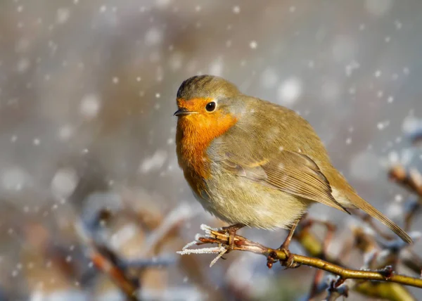 欧洲罗宾栖息在一个树枝在飘落的雪 在英国的冬天 — 图库照片