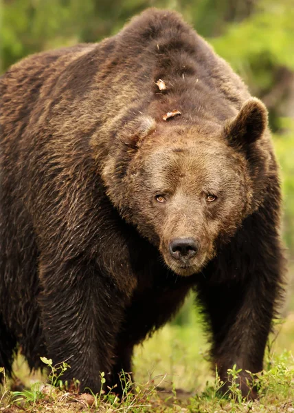 Primer Plano Poderoso Oso Pardo Eurasiático Bosque Taiga Verano — Foto de Stock