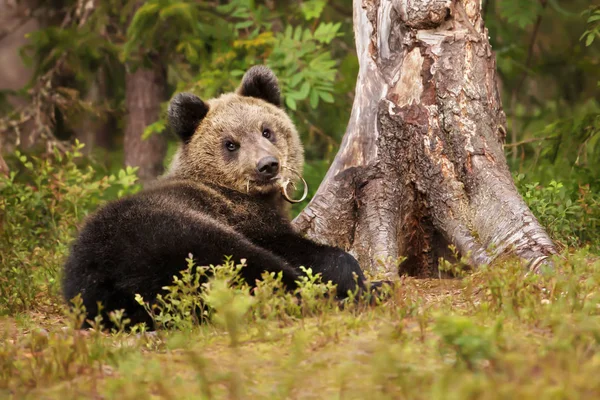 Милый Маленький Евразийский Бурый Медвежонок Играет Корой Рядом Деревом Лесу — стоковое фото