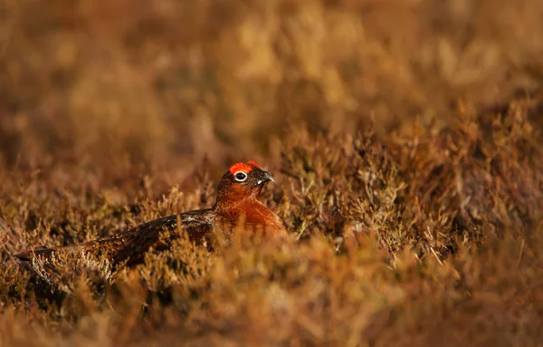 Red Grouse hiding in the field of heather in Scottish mountains — Stock Image Red Grouse Hiding Field Heather Scottish Mountains Stock Image