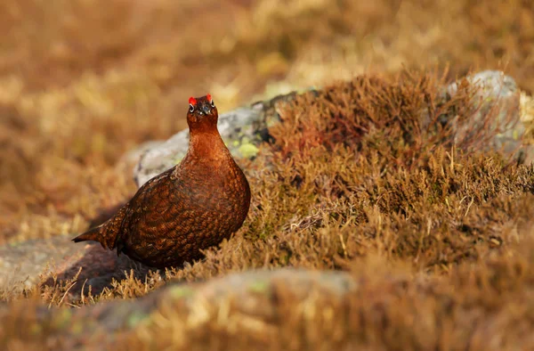 Red Grouse standing on a stone in the field of heather in Scotland — Stock Image Red Grouse Standing Stone Field Heather Scotland Stock Picture