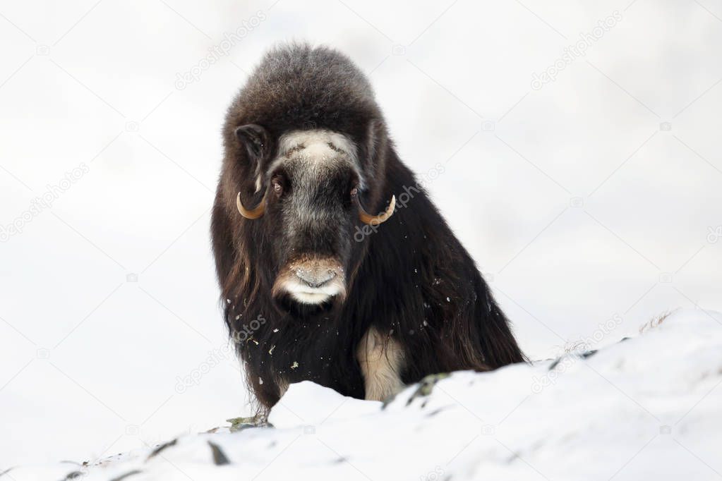 Musk ox in the mountains during winter, Norway.