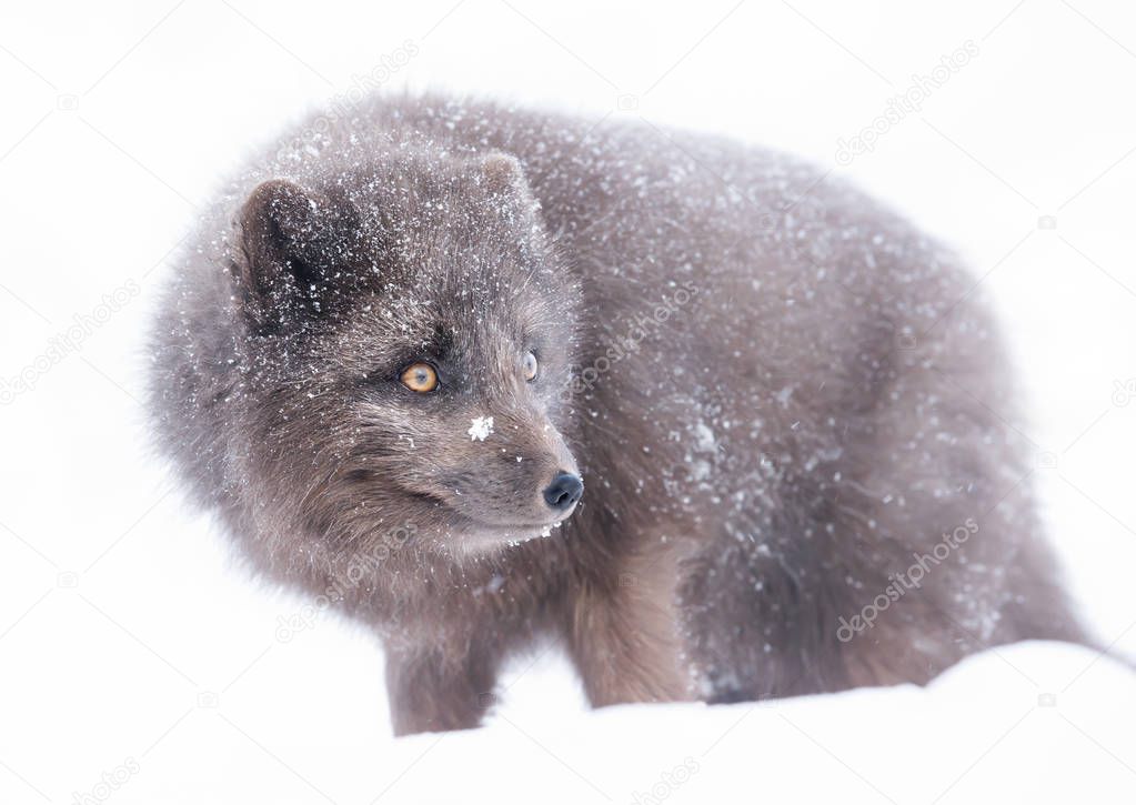 Blue Morph Arctic fox standing in the falling snow; winter in Iceland.