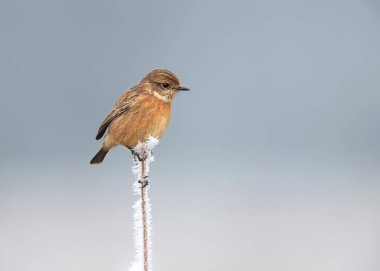 Kışın buzlu bir levrek üzerinde Avrupa stonechat.