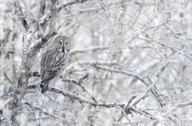 Bir ağaç dalı kışın, Finlandiya tıraşlama büyük gri baykuş.