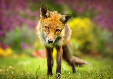 Portre sevimli Kırmızı tilki mor ve sarı çiçek Bahçe dolu. Kentsel yaban hayatı.