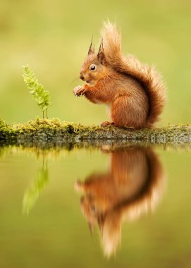 Kızıl sincap, Sciurus vulgaris, İngiltere'de yansıması
