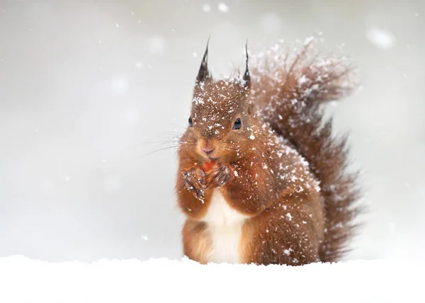 Cute red squirrel in the falling snow, winter in England.