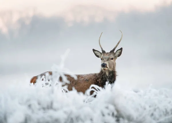 Jonge Edelhert Stag Staande Een Veld Van Matte Gras Een — Stockfoto