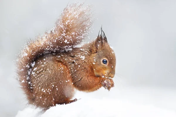 Χαριτωμένο Κόκκινο Σκίουρο Στο Πτώση Χιόνι Χειμώνας Στην Αγγλία — Φωτογραφία Αρχείου