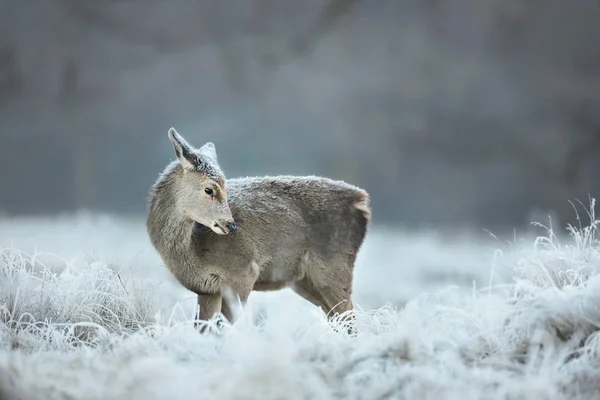 Soğuk Bir Sabah Kızıl Geyik Derisindeki Kırsalında Ngiltere Hayvanlar Kış — Stok fotoğraf