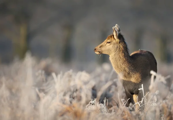 Edelhert Hind Een Gebied Van Matte Gras Staande Een Prachtige — Stockfoto