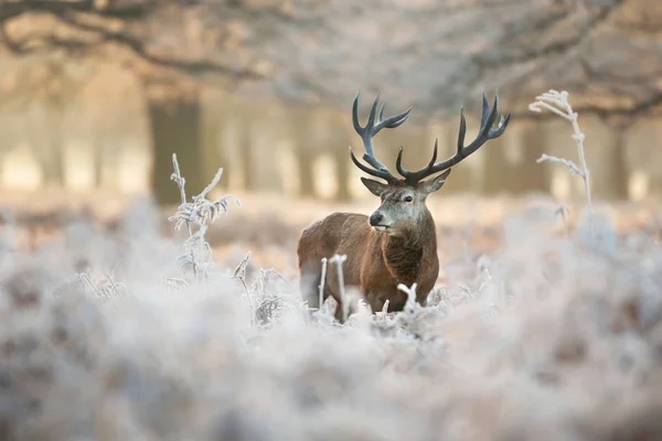 Edelhert Stag Staande Een Veld Van Matte Gras Een Prachtige — Stockfoto