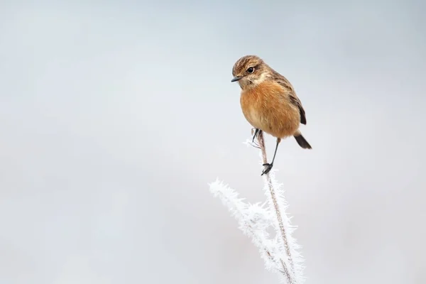 Svarthakad Buskskvätta Frostad Abborre Vintern — Stockfoto