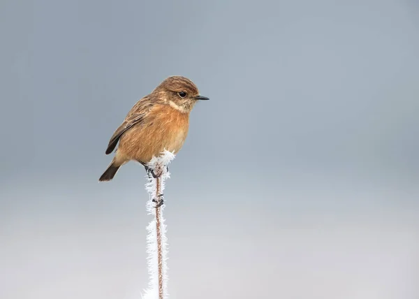 겨울에 Stonechat — 스톡 사진