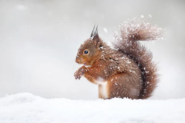 Cute Red Squirrel Falling Snow Winter England — Stock Photo, Image