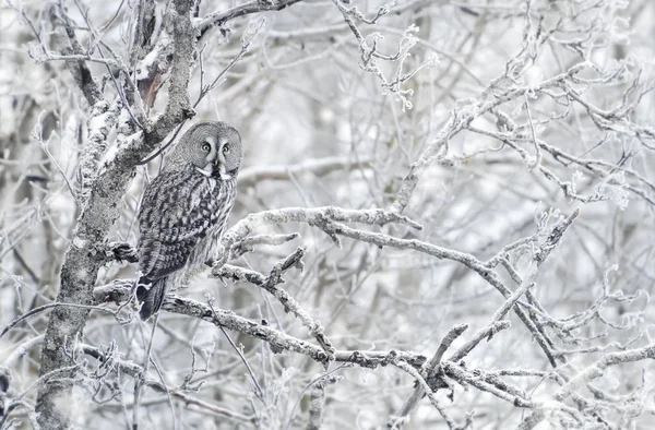 Gran Búho Gris Posado Una Rama Árbol Invierno Finlandia — Foto de Stock